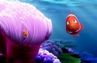 第一次发现小丑鱼Nemo的多样性，简直太可爱了！