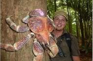 揭秘！世界上最大的陆地蟹，椰子是它的美食
