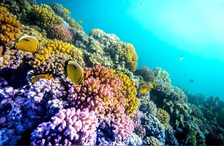 科学家探索预防珊瑚白化的新策略，食疗成为关键