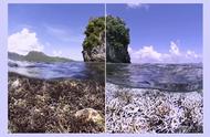 珊瑚之谜：海底的珊瑚为何逐渐变白？