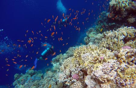 探索埃及达哈布的神秘蓝洞：珊瑚世界的奇妙之旅