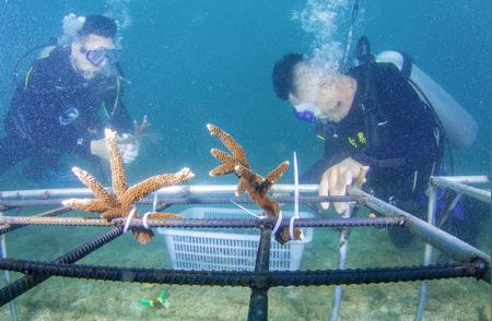 海洋守护者：年轻人的珊瑚种植之旅