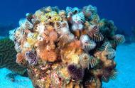 探索世界：十大最美丽的珊瑚