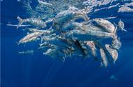 海洋中的智者：旗鱼的猎食策略