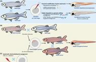 揭秘旗鱼的神秘生长历程：自然进化的奥秘