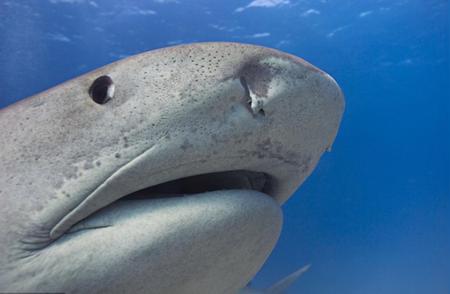 鲨鱼的真相：外貌凶恶并非实力象征，最可爱的反而最危险！