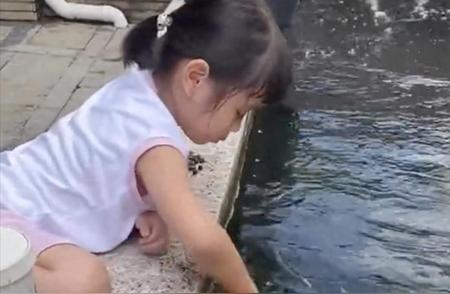 5岁小女孩池边喂胖锦鲤，网友热议：鱼也能“撸”？