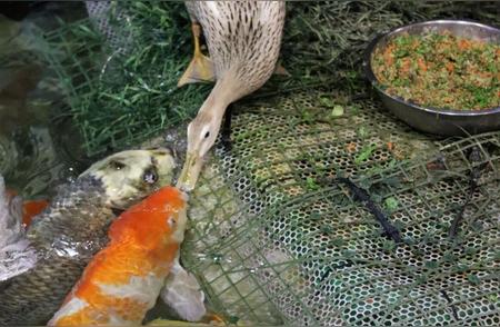海洋馆澄清“鸭子用嘴喂食锦鲤”的误解：鸭子喝水时，锦鲤只是过来捡漏