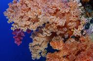 科普：如何保护我们的珊瑚世界，让它再次繁茂