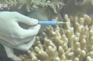 科学家的新尝试：用食疗方法预防珊瑚白化