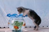 鱼缸里的风水秘密：你知道养鱼的讲究吗？