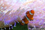 珊瑚：动物界的长老，我们误解了它！