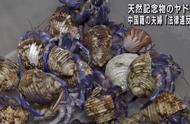中国夫妇在日本被捕，原因竟是683只寄居蟹？