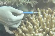 神奇的食谱：解决珊瑚白化的秘密武器