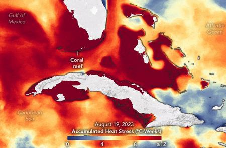 2023年夏季：珊瑚危机与热应力的大规模爆发