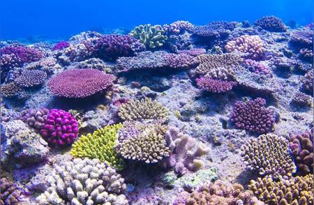 珊瑚是如何孕育出新生命的？