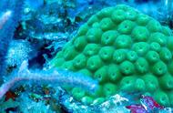 珊瑚的消逝：地球剧变与生态崩溃的纪实
