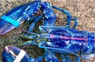 你是否见过这些稀有的海鲜？加拿大现罕见蓝色龙虾