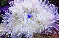珊瑚的“手”有多少？它们的作用是什么？