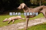 魏玛犬品种介绍：了解这一独特的犬种