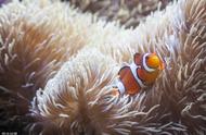 小丑鱼与海葵的共生关系揭秘：毒素免疫之谜