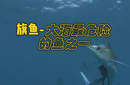 旗鱼：海洋中的隐形杀手