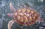 野生鱼龟：风水中的吉祥象征