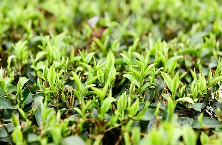 品味平水珠茶：探秘茶中瑰宝