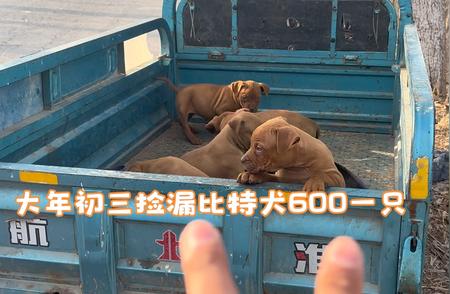 惊喜！大年初三比特犬特价促销，仅需600元一只！