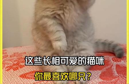 精选猫咪萌照：你最喜欢哪一只？