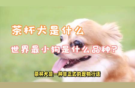 揭秘茶杯犬：小巧玲珑的宠物犬究竟是何方神圣？