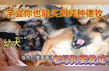 德牧幼犬挑选指南：教你如何选到健康活泼的小狗狗