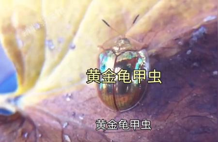 黄金龟甲虫：微观世界的璀璨珠宝