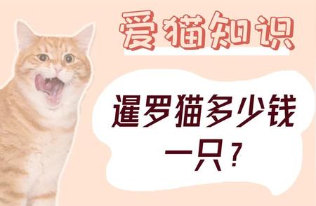 暹罗猫价格大揭秘：多少钱一只？