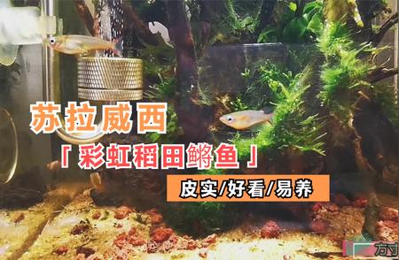 桌面小草缸新成员：苏拉威西彩虹稻田鳉鱼登场!