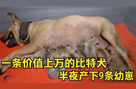 高价比特犬惊现半夜产仔，品相极佳引热议！