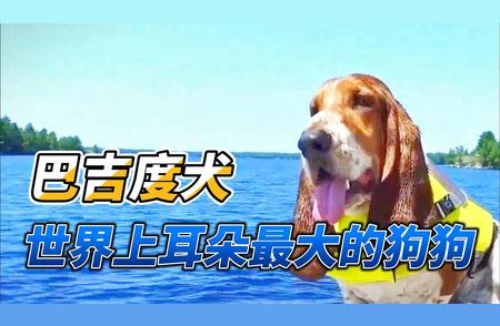 巴吉度犬：世界上最大的耳朵狗狗揭秘！