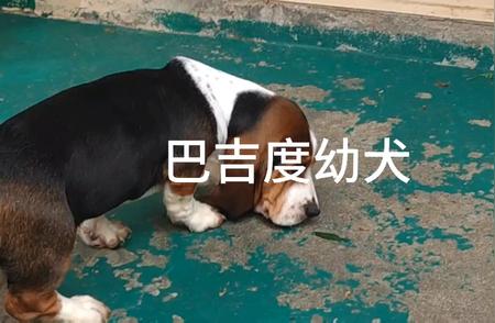 法国名犬巴吉度的品种特点