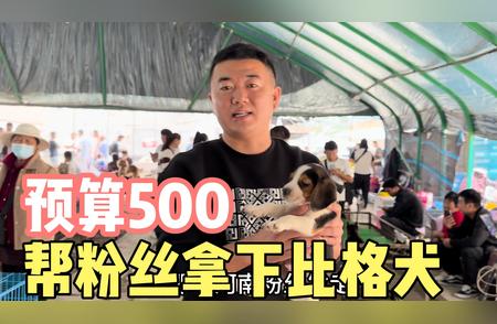 比格犬选购指南：如何找到价格合适的宠物伴侣？