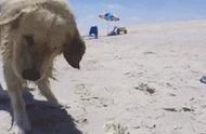 金毛狗狗的海边冒险：与螃蟹的欢乐互动