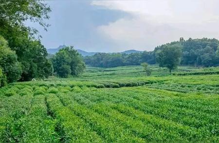 穿越千年的风雅：中国古代饮茶文化探秘