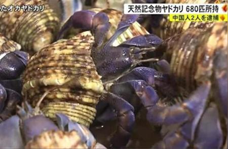 中国夫妇在日本度假，意外捡到600多只寄居蟹被捕！