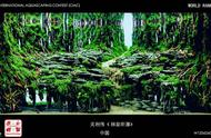 中国人自家世界：草缸造景大赛前十名作品赏析
