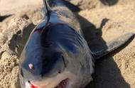 鲨鱼遭遇猎物反击：头部被刺穿，尸体搁浅海岸晒成“鱼干”