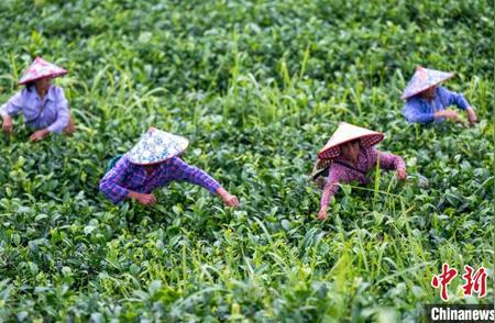 广西岑溪夏茶丰收季，新茶勃发助力乡村振兴