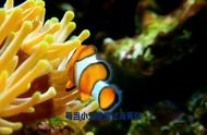 小丑鱼与海葵：揭秘自然界的奇妙共生关系