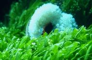 小丑鱼的变性之谜：为何它们钟爱海葵？