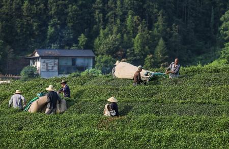 浙江建德夏茶丰收，茶香四溢满园春色