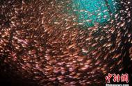 梦幻般的美：三亚海底世界的水下摄影师