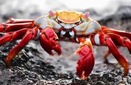 全球螃蟹大揭秘：你认识几种？